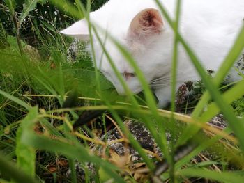 Close-up of cat on grass