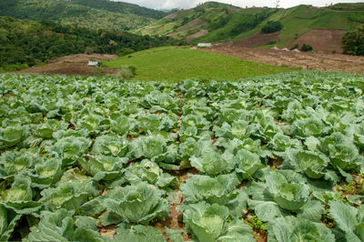 Close-up of corn field