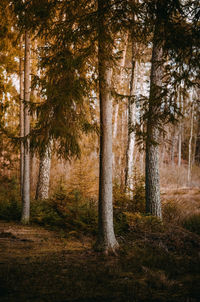 Pine trees in forest during autumn