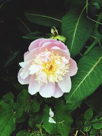 Close-up of flower