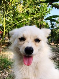 Close-up portrait of dog