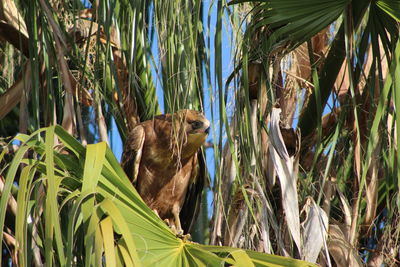 Low angle view of monkey on tree