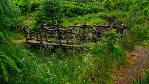 View of trees in forest