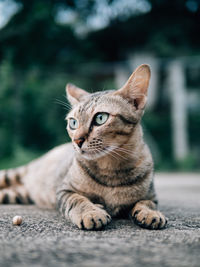 Close-up of a cat looking away