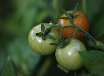 Close-up of insect on plant