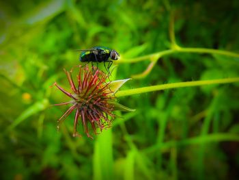 Close-up of insect on flower