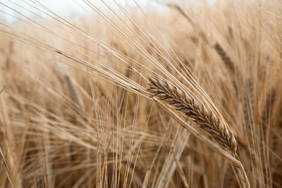 Close-up of wheat growing on field