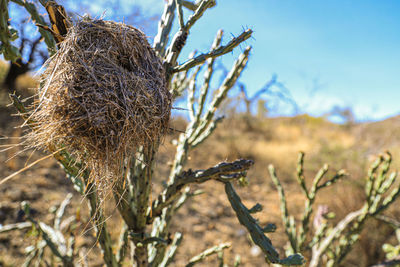 Close-up of dry plant on field against sky