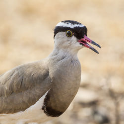 Close-up of bird