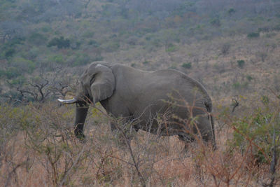 Side view of elephant in forest