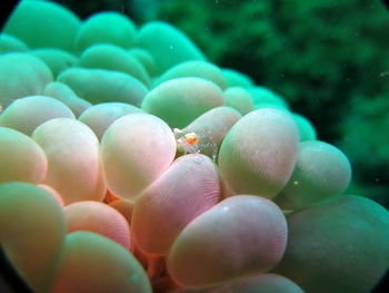 Close-up of eggs in sea