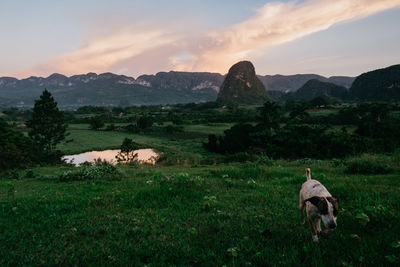 Rear view of sheep on landscape