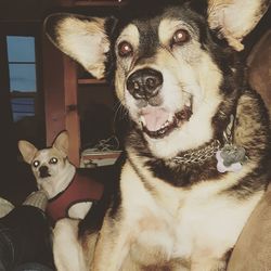 Portrait of dog at home