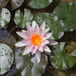 Close-up of lotus water lily in pond