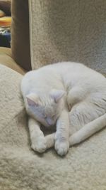 Close-up of cat sleeping on sofa at home
