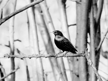 Close-up of bird perching on branch