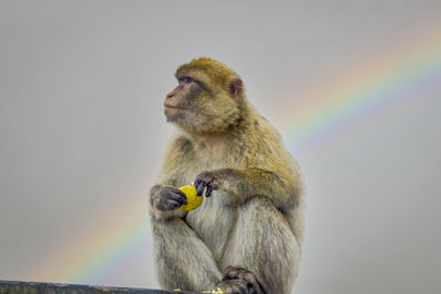 Gibraltar monkey eating an apple in front of a rainbow