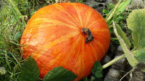 High angle view of pumpkin on field