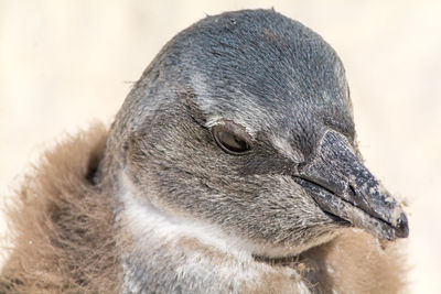 Close-up of bird