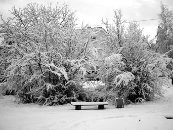 Snow covered trees against sky