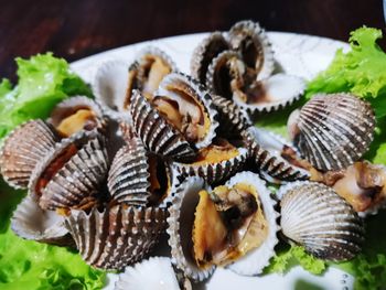 High angle view of shells in plate