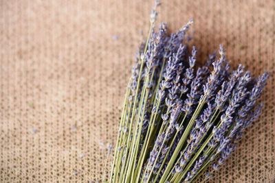 Close-up of lavender growing outdoors