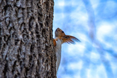 Low angle view of squirrel on tree trunk against sky