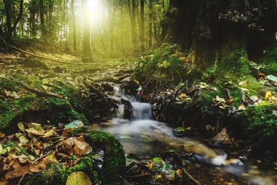 Scenic view of waterfall in forest