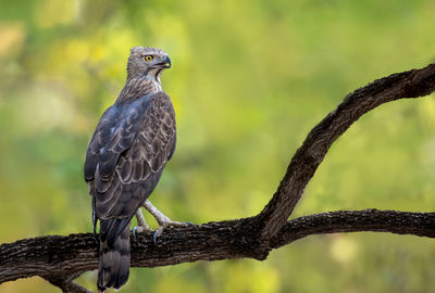 Close-up of bird perching on branch