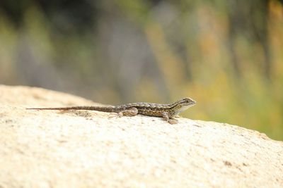 Close-up of lizard on rock