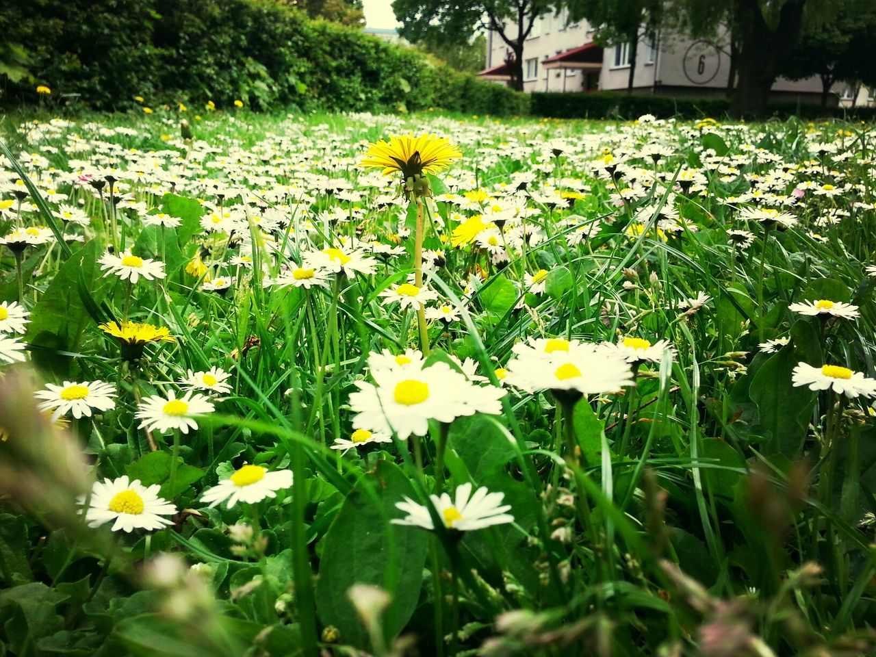 flower, freshness, fragility, growth, petal, beauty in nature, field, yellow, blooming, plant, flower head, nature, daisy, green color, in bloom, grass, white color, leaf, blossom, day