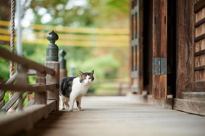 Cat at temple entrance