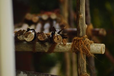 Close-up of wood