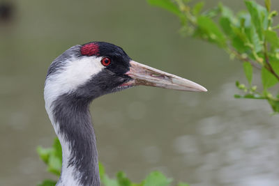 Head shot of a common crane 