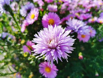 Close-up of pink flowering plants