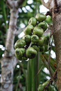 Close-up of berries growing on tree