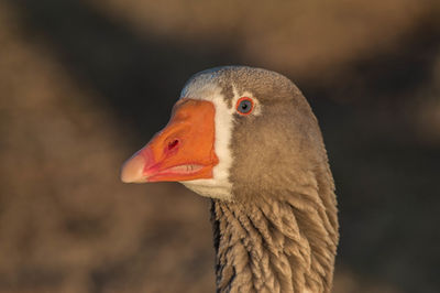 Close-up of greylag goose