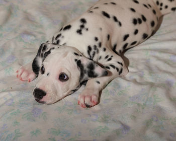 High angle view of a dog resting on bed