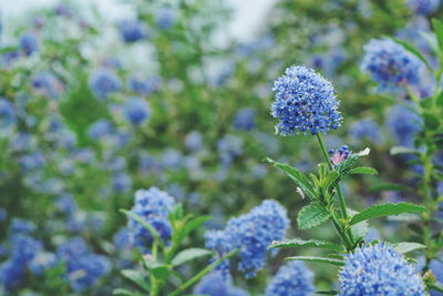 Close-up of purple flowers