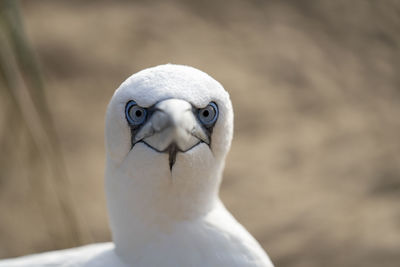 Close-up of a bird