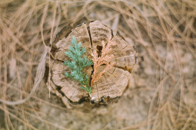 Close-up of dried plant on land