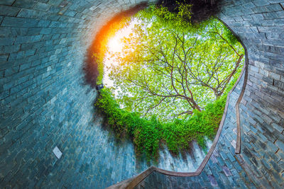 High angle view of plants by wall