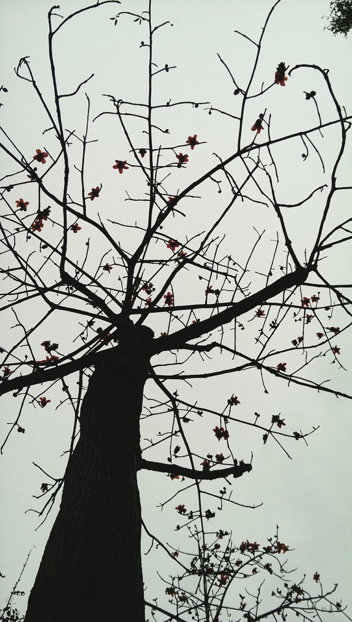 low angle view, branch, bare tree, bird, tree, clear sky, sky, silhouette, nature, perching, animals in the wild, wildlife, animal themes, growth, outdoors, no people, day, beauty in nature, tranquility, dusk