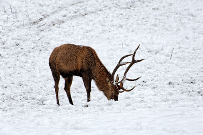 Reindeer on snow covered field