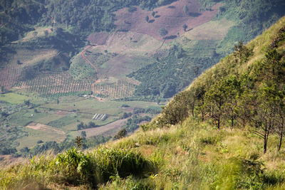 High angle view of agricultural field