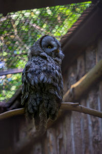 Close-up of bird perching on branch