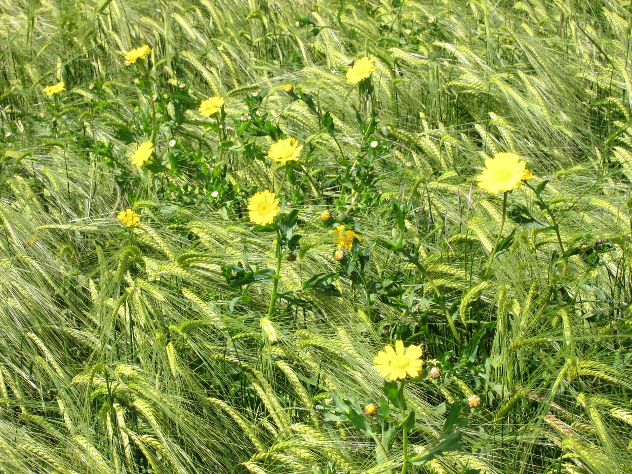 CLOSE-UP OF YELLOW FLOWER GROWING ON FIELD