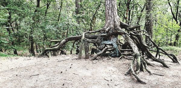 View of trees in forest