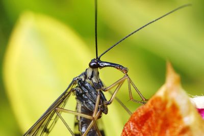 Close-up of insect