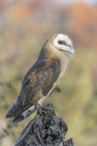 Close-up of owl perching on rock